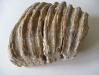 Mammoth tooth